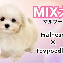 【 MIX犬 】丸く愛らしいルックスと胴長短足体型！可愛すぎるマルプーの女の子