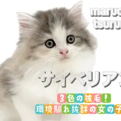 【 サイベリアン 】3色の被毛!環境馴れ抜群の女の子!