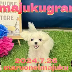 【 イマジュクグラム 】生後7ヶ月のオシャレ番長！マルチーズちゃまのお散歩に密着