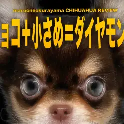 【 チワワ 】マズル短めのチョコタンホワイトの女の子を徹底解説！