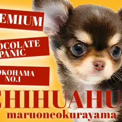 【 プレミアム チワワ 】最高の小さめチョコタン女の子が横浜大倉山にやってきた！