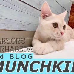 【 マンチカン 】まもなく生後6ヶ月で体重1,8kg!小さいけど元気良い子な男の子!