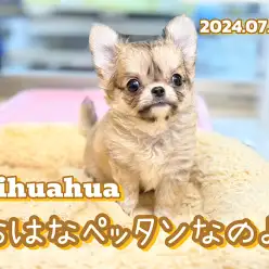 【 チワワ成長ログ 】なんじゃこの可愛さっ！お鼻ぺったんこなチワワちゃん！