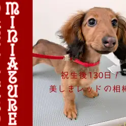 【 ミニチュアダックス 】濃厚レッドが眩しい生後130日の小さなレディを考察！