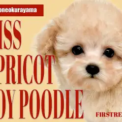 【 トイプードル 】衝撃的な可愛さ！ドワーフ・マズル短めなトイプードルちゃん！