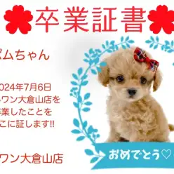 【 卒業証書 】ポムちゃん卒業おめでとう！！スタッフママより愛を込めて！