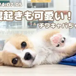 【 チワキャバ成長ログ 】寝ても起きても可愛いねっ!MIXチワキャバちゃん!