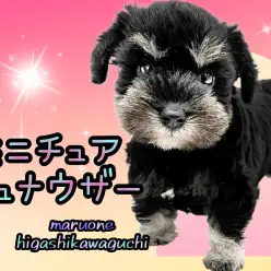 【 ミニチュアシュナウザー 】愛嬌抜群！可愛らしさと賢さを併せ持ったシュナちゃん