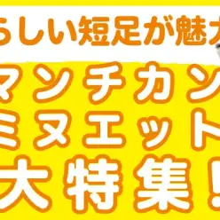 【 マンチカン・ミヌエット特集 】8/1現在在店中の短足ニャンコ！最新動画付き！