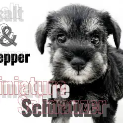 【 ミニチュアシュナウザー 】大きな瞳が印象的!超がつく甘えん坊女子は最高の相棒