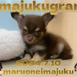 【 イマジュクグラム 】生後2ヶ月で502g！大人気チョコタンチワワが聖地に登場