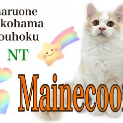 【 メインクーン 】遊ぶの大好き！元気いっぱい大らか猫さんに成長中！