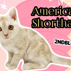 【 アメリカンショートヘア 】希少色カメオタビーがいっそう輝くイケメン猫ちゃん