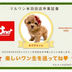 【卒業記念】マルプーのあずきちゃん卒業おめでとう!今までの感謝を込めて〜卒業ブログ〜