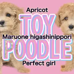 【 トイプードル 】小さすぎない安心サイズのぬいぐるみわんこ