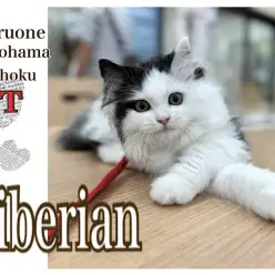 【 サイベリアン 】NT店の紳士は心優しいキレイ好き