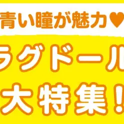 【 ラグドール特集 】7/11現在在店中のラグドールちゃん！最新動画付き！