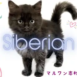 【 サイベリアン 】大型猫好きの方は要チェック！時々ツンデレな黒猫王子登場！