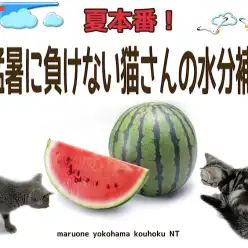【 お役立て情報 】夏本番！猛暑に負けない猫さんの水分補給
