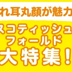 【 スコティッシュフォールド特集 】7/4現在在店中の垂れ耳スコティッシュ！