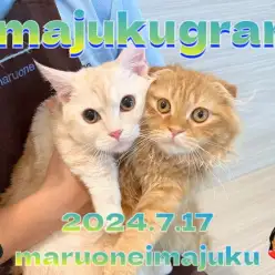 【 イマジュクグラム 】お散歩中も仲良しなマンチカンとスコティッシュに密着！