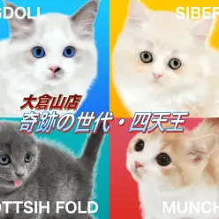 【 育てやすい子に成長中の猫ちゃん 】個性豊かな奇跡の世代・四天王大集結！