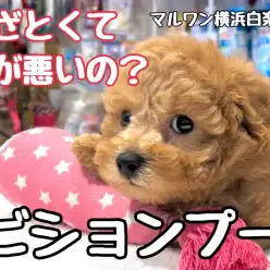 【 MIX 】あざと系MIX!安心のサイズ感と毛量抜群を持つビションプー