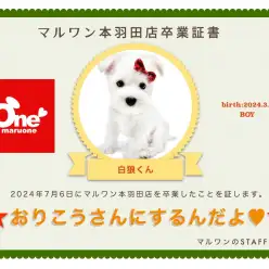 【卒業記念】ミニチュアシュナウザーの白狼くん卒業おめでとう！今までの感謝を込めて〜卒業ブログ〜