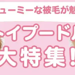 【 トイプードル特集 】7/25現在在店中の飼いやすさNO.1犬種！最新動画付き