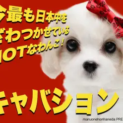 【 MIX キャバション 】父キャバリア母ビションから誕生した超イケメンわんこ！