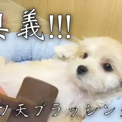 【 マルプー 】奥義！！！へそ天ブラッシングに挑戦の巻！！！