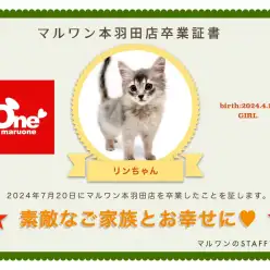 【 卒業記念 】ソマリのリンちゃん卒業おめでとう！今までの感謝を込めて〜卒業ブログ〜