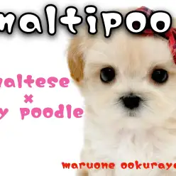 【 マルプー 】環境なれ抜群の小柄サイズな女の子！人気のドワーフボディ！