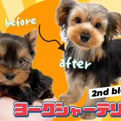 【 ヨークシャーテリア 】県内No.1の可愛さを持つヨーキーちゃんの成長記録!