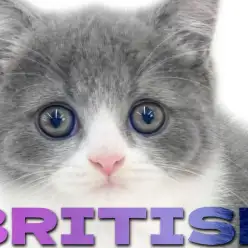 【 ブリティッシュ 】レアカラーのハチワレ！丸いフォルムに温和な性格の女の子！