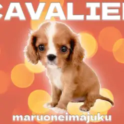 【 キャバリア 】アイドル級の可愛さを持つ希少なルビーカラーの男の子が聖地に降臨