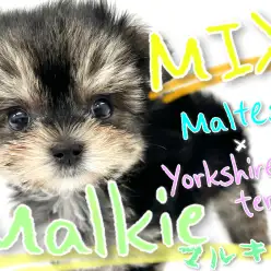 【 MIX 】マルチーズ×ヨーキーの超絶可愛いマルキー！