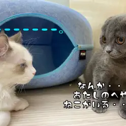 【 スコティッシュフォールド成長ログ 】初めての対面でベロでちゃったスコにゃん。