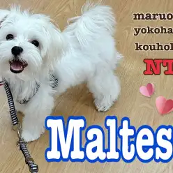 【 マルチーズ 】穏やかな白いプリンスマルチーズ、生後6ヶ月