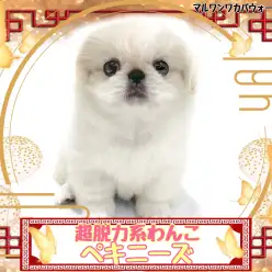 【 ペキニーズ 】溶けかけのアイスのような脱力感！可愛すぎるペキニーズちゃん