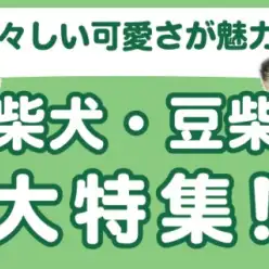 【 柴犬・豆柴特集 】8/1現在在店中の柴犬・豆柴ちゃんをご紹介！最新動画付き！