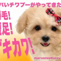 【 チワプー 】すんごい毛量と短足で圧倒的なぬいぐるみ感を放つMIXわんこ！