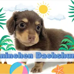 【 カニンヘンダックスフント 】天使降臨！カフェラテのように甘いカラーの王子様