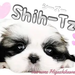 【 シーズー 】隣に居てくれるだけで癒されまくり！存在感抜群な癒シーズーの登場