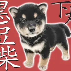 【 豆柴 】生後2ヶ月の体重730gの片手サイズ！身体は最小クラス存在感は絶大！