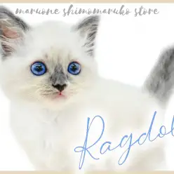 【 ラグドール 】猫好きへ朗報！ルックスも性格も良し、最強美形男子がやってきた！
