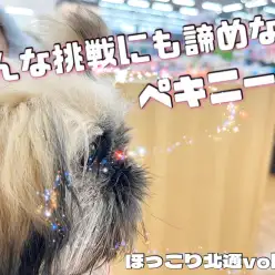【 ほっこり北通Vol.89 】無謀な挑戦もあきらめないペキニーズ！