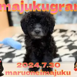 【 イマジュクグラム 】速報！希少なシルバーカラーのトイプードルが仲間入り！