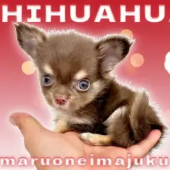 【 チワワ 】生後2ヶ月体重549g！マズル短めなチョコタンカラーの男の子！