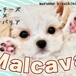 【 MIX・マルチーズ×キャバリア 】「パーフェクト美少女」通称マルキャバ登場!